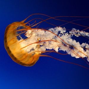 Meet your Posher, Juanitta